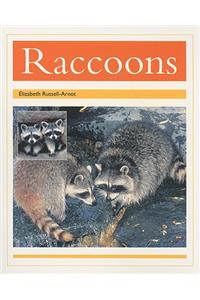 Racoons