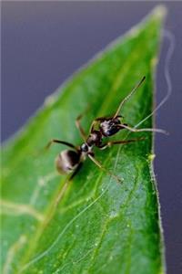 Black Ant on a Leaf Journal