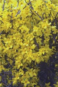 Forsythia Flowers Blooming in Poland Journal