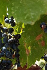 Notebook Grapes on the Vine in a Vinyard