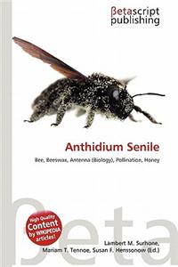 Anthidium Senile