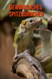 Gewöhnliches Spitzhörnchen