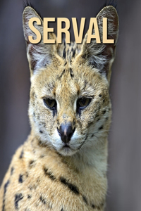 Serval: Incredible Pictures and Fun Facts about Serval