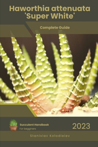 Haworthia attenuata 'Super White'