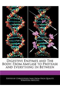 Digestive Enzymes and the Body