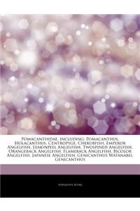 Articles on Pomacanthidae, Including: Pomacanthus, Holacanthus, Centropyge, Cherubfish, Emperor Angelfish, Lemonpeel Angelfish, Twospined Angelfish, O