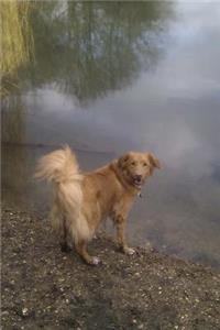The Nova Scotia Duck Tolling Retriever Dog Journal