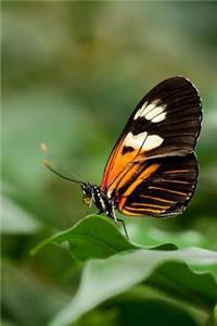 Heliconius Butterfly Journal