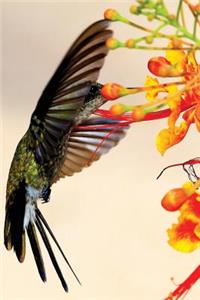 Hummingbird Notebook