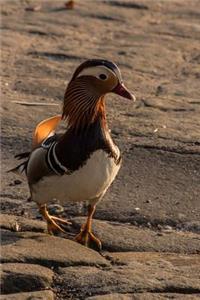 Mandarin Duck Journal