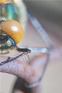 Entomology Notebook