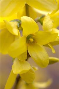 Beautiful Yellow Forsythia Flower Blooms Journa