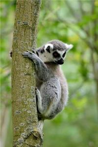 Ring Tailed Lemur Notebook