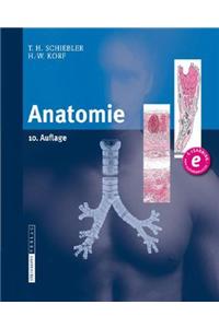 Anatomie