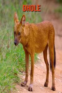 Dhole