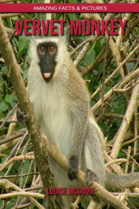 Vervet Monkey