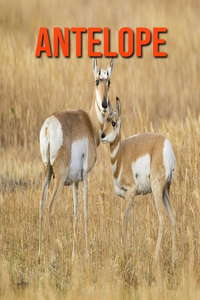Antelope