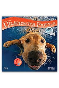 Underwater Puppies 2018 Wall Calendar