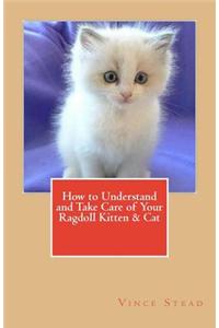 How to Understand and Take Care of Your Ragdoll Kitten & Cat
