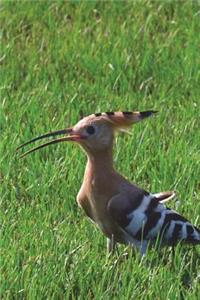 Hoopoe Bird Journal