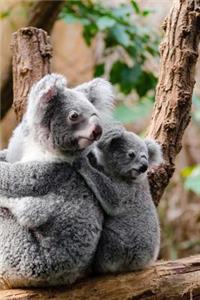 Two Australian Koala Bears Journal