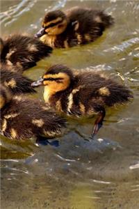 Cute Baby Ducks Notebook