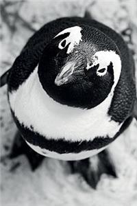 Cute Penguin