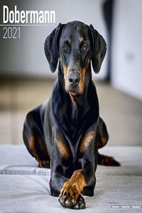 Dobermann 2021 Wall Calendar
