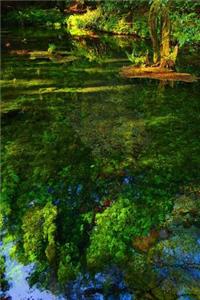 Green Algae Growing in a Japanese Stream Journal