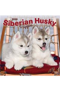 Siberian Husky Puppies 2020 Square