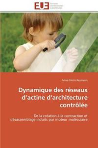 Dynamique des réseaux d actine d architecture contrôlée