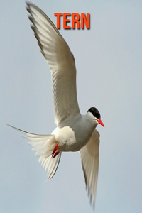 Tern: Amazing Facts about Tern