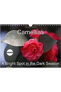Camellias A Bright Spot in the Dark Season 2017