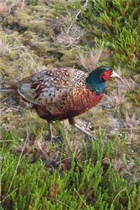 Pheasant with Colorful Plumage Walking in a Field Journal