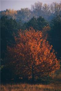 A Glorious Tree Dressed in Orange Autumn Leaves Journal