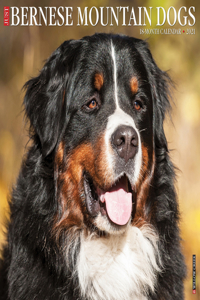 Just Bernese Mountain Dog 2021 Wall Calendar (Dog Breed Calendar)