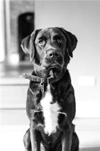 Labrador Retriever Dog Pup Puppy Doggie Notebook Bullet Journal Diary Composition Book Notepad - Good Waiting