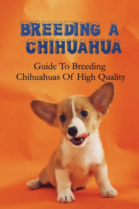 Breeding A Chihuahua