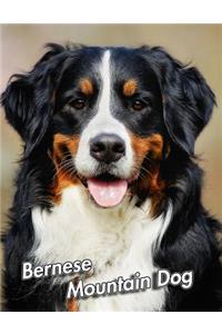 Bernese Mountain Dog