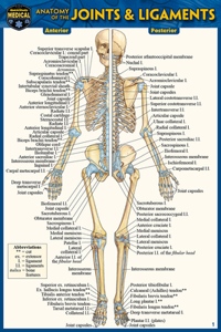 Anatomy of the Joints & Ligaments (Pocket-Sized Edition - 4x6 Inches)