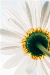 Sunshine White Daisy Journal