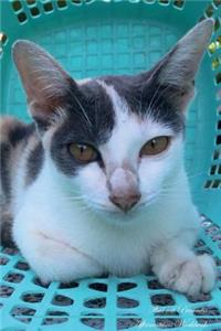 Thai Cat Affirmations Workbook Thai Cat Presents: Positive and Loving Affirmations Workbook. Includes: Mentoring Questions, Guidance, Supporting You.