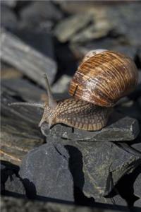 Snail Journal