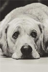 Sad Dog Journal