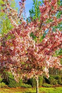 2020 Daily Planner Pretty Spring Flowering Tree 388 Pages