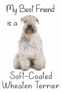 My best Friend is a Soft-Coated Wheaten Terrier
