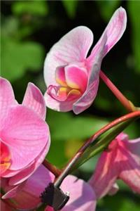 Orchids Notebook