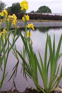 Yellow Iris Pseudacorus Growing by a Pond Journal