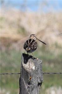Wilson's Snipe Bird Journal (Gallinago Delicata)