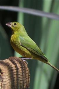 Painted Bunting (Passerina Ciris) Bird Journal